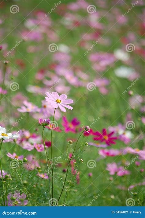 Field Of Wild Cosmos Flowers Stock Image Image Of Botanical