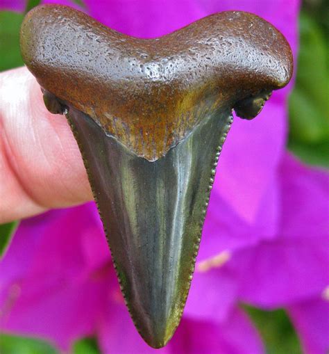 Florida Fossil Auriculatus Shark Tooth Primitive Past