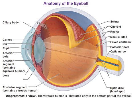 Sensory Receptors Eye