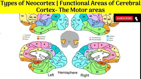 Types Of Neocortexfunctional Areas Of Cerebral Cortex The Motor Areas