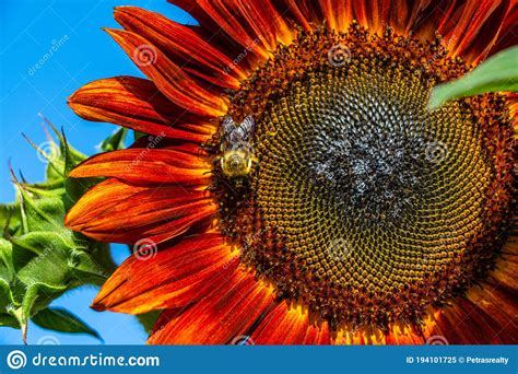 285 Field Different Sunflowers Stock Photos Free And Royalty Free Stock