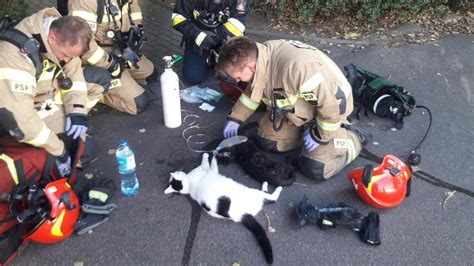 Polish Firefighters Rescue Two Cats From A Burning Building Tvn24