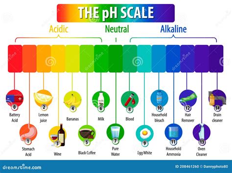 The Ph Scale Diagram On White Background Stock Vector Illustration Of