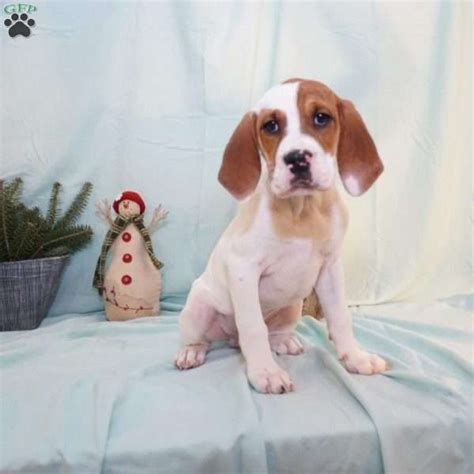 Check spelling or type a new query. Reno - Basset Hound Mix Puppy For Sale in Ohio