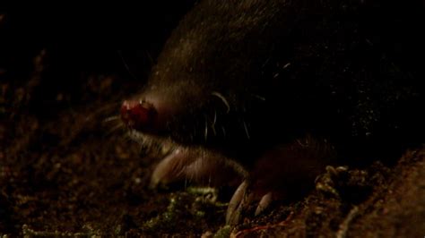 Bbc Two The Burrowers Learning Zone How Do Moles Live Underground