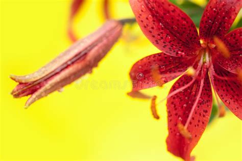 Stargazer Lily On Yellow Stock Image Image Of Beauty 13258123