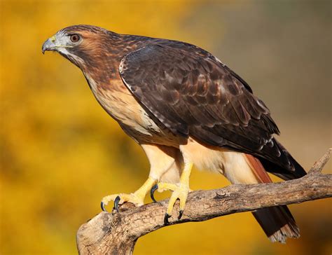 Red Tailed Hawk Calls And Screams W Audio Examples Bird Watching Hq