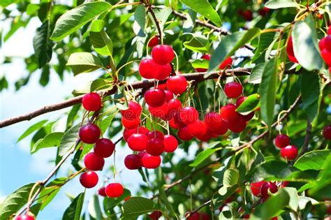 Red Cherries Fruits On Tree Stock Photo Image Of June Agriculture