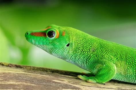 Poze Animale Vertebrate Verde Gușterul European şopârlă Gecko