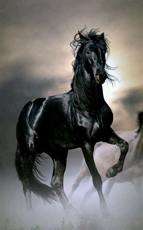 The Most Beautiful Black Stallion I Have Ever Seen Thunder Thunder