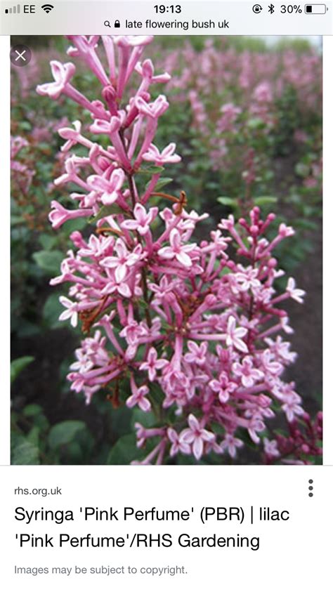 Some of the most reviewed products in bushes are the proven winners 1 gal. Pin by Laura Green on Garden | Flowering bush, Pink ...