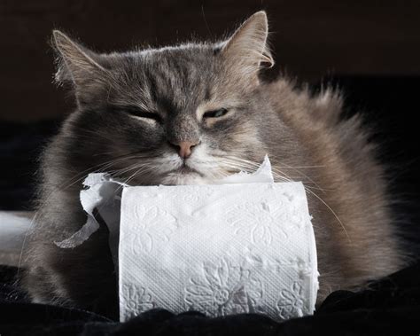 Welche impfung ist bei katzen sinnvoll und notwendig? Durchfall bei Katzen: Auslöser • Diagnose • Wann zum ...