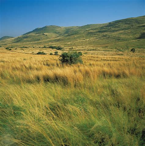 Veld African Grasslands Flora And Fauna Britannica