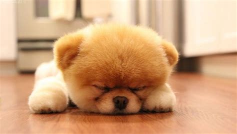33 Adorably Chubby Puppies That Look Just Like Teddy Bears Pulptastic