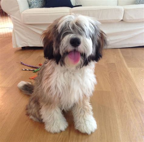 Heavenly havanese in imlay city, mi has puppies available to be adopted by their furever home. Tibetan Terrier Puppies For Sale Minneapolis MN | Tibetan ...