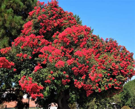 Red Flowering Eucalyptus Santa Barbara Beautiful