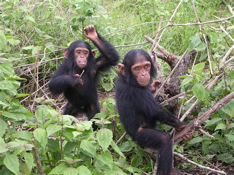 Chimpanzees Animals Photo 28905588 Fanpop