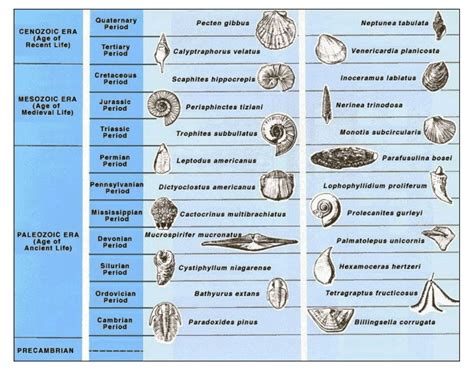 Pengertian Peranan Karakteristik Dan Ciri Ciri Filum Mollusca