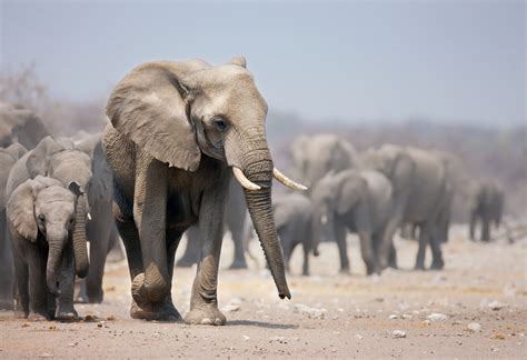 Idool Manada De Elefantes En La Sabana De África Elephants