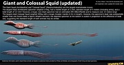 Giant and Colossal Squid (updated) The Giant Squid (Architeuthis) and ...