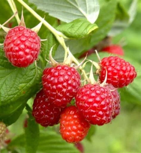 Everbearing Raspberry Caroline Primocane Fruiting Raspberry