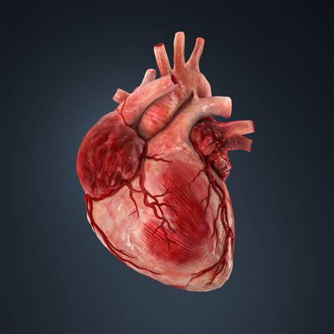 3d Model Human Heart Vr Ar Low Poly Cgtrader
