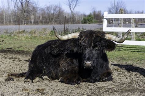 Closeup Shot Of A Brown Highland Cattle In A Farm In Ontario Stock