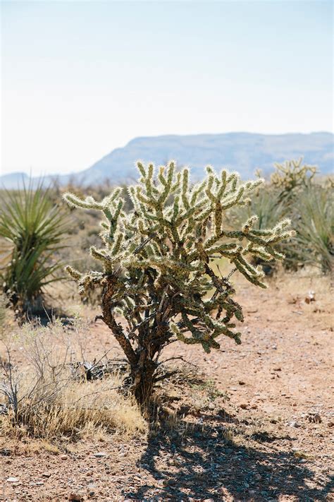 Cactus In The Desert By Stocksy Contributor Curtis Kim Stocksy