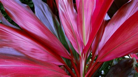 How To Grow Prune And Propagate Cordylines Bunnings New Zealand