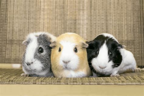 11 Guinea Pig Breeds In Singapore Personalities And Care Tips