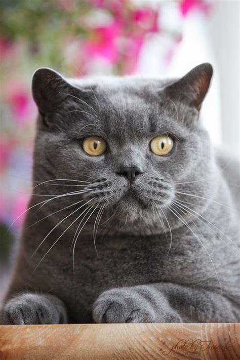 Check spelling or type a new query. Gray kitty | British shorthair cats, British shorthair, Cats