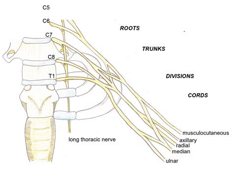 Thoracic Outlet Syndrome Anaesthesia Tutorial Of The Week 286 Wfsa