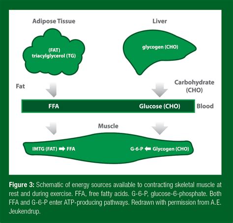 These sources are more plentiful, and fat is a much more efficient. The Role Of Carbohydrate, Fat And Protein As Fuels For Aerobic And Anaerobic Energy Production ...