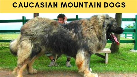 These Massive Dogs Were Once Used For Hunting Bears And Theyre