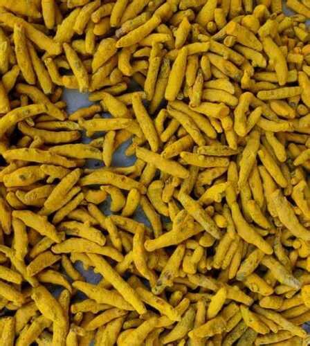 Yellow Commonly Cultivated Dried Raw A Grade Turmeric Fingers At Best