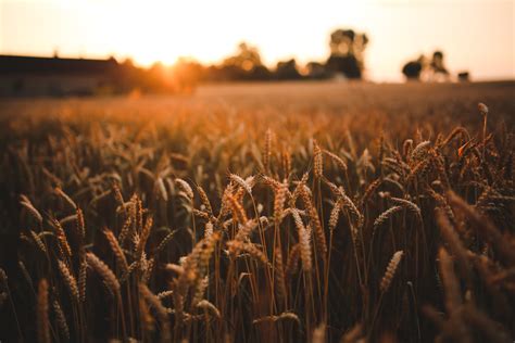 Agriculture Field Grain Harvest Rye Sunrise Sunset Wheat Wallpaper