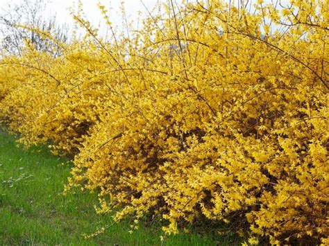 11 Show Stopping Yellow Flowering Shrubs