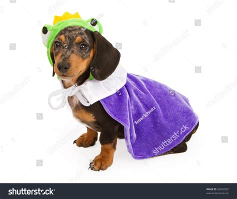 Some dachshunds are more in demand than others based on their coat. A Cute Miniature Dachshund Puppy Wearing A Frog Prince ...