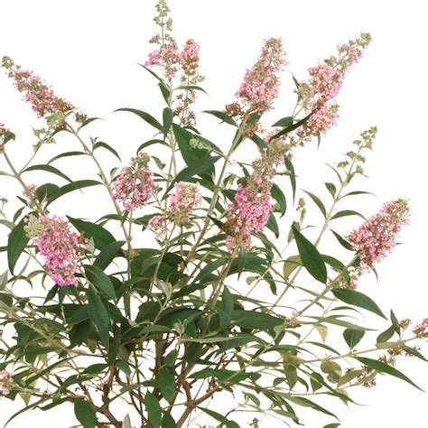 Proven Winners Pink Pugster Pink Butterfly Bush Flowering Shrub In 2