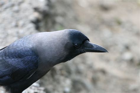 Corvus Splendens Grey Necked Crow A Photo On Flickriver
