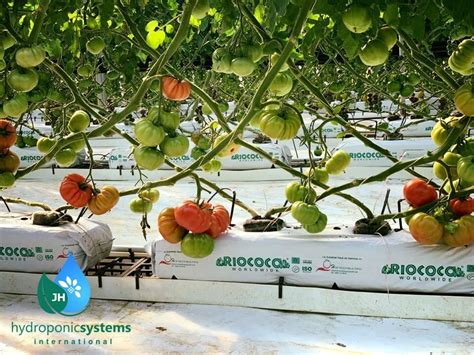 Advantages Of Tomato Growing In Hydroponic Systems Hydroponic Systems