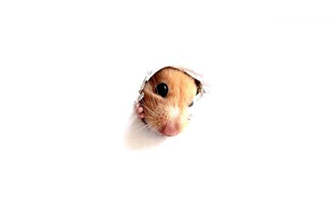 Hampster Wallpapers Wallpaper Cave