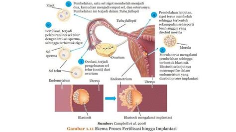 Proses Fertilisasi Kehamilan Dan Perkembangan Embrio Riset