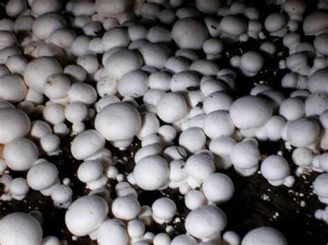 Growing edible mushrooms in your basement edible mushrooms are grown from tiny spores that rely on substances like sawdust, grain, straw or wood chips for nourishment. Pioneer's Training Institute: start a mushroom growing ...