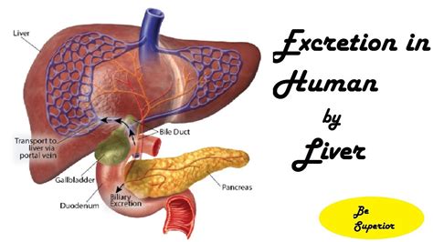 Excretion In Human Excretion By Liver Homeostasis Biology Book2