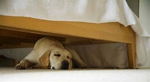 Why Do Dogs Sleep Under Beds? - Miss Molly Says