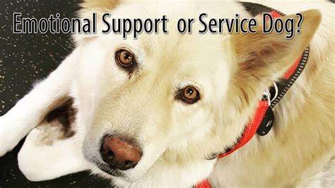 Esa Vs Service Dog Vs Therapy Dog Youtube