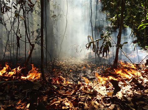 Study Shows Impacts Of Deforestation And Forest Burning On Amazon