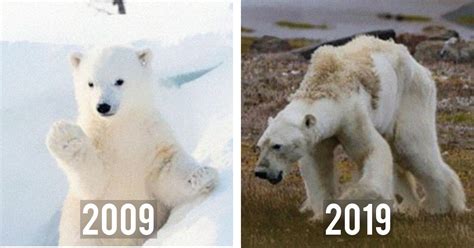 Natures 10 Year Challenge Shows The Terrible Fate That Awaits Our Planet
