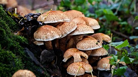 Sourcing Mushrooms In The British Wilderness Foodism